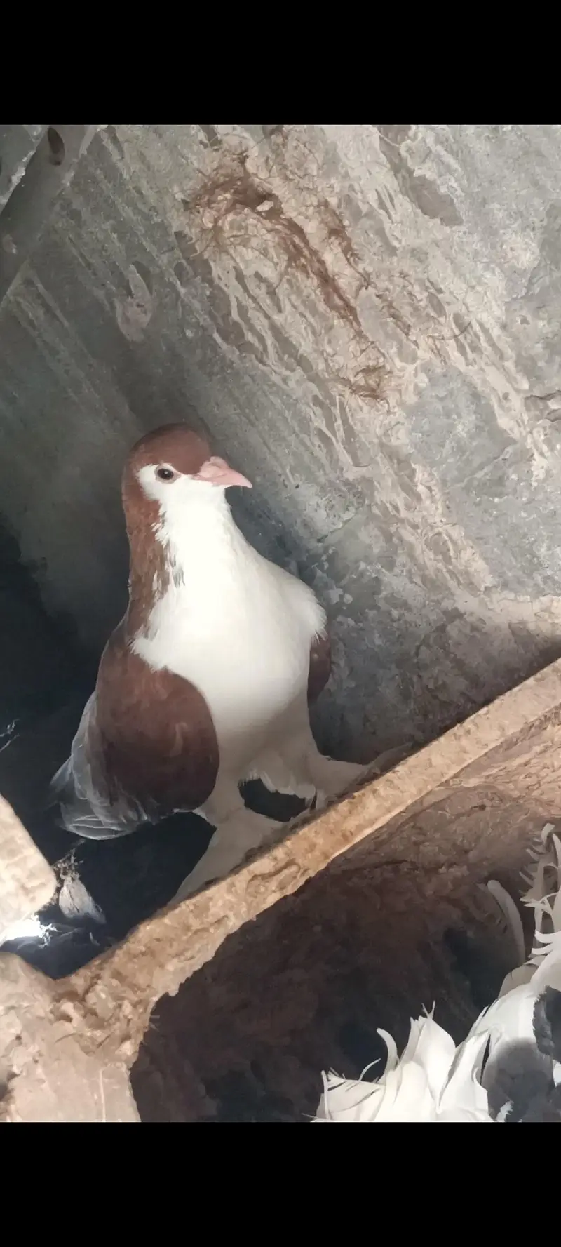 exchange b ho jay gy Lucky pigeon k sath — photo 3
