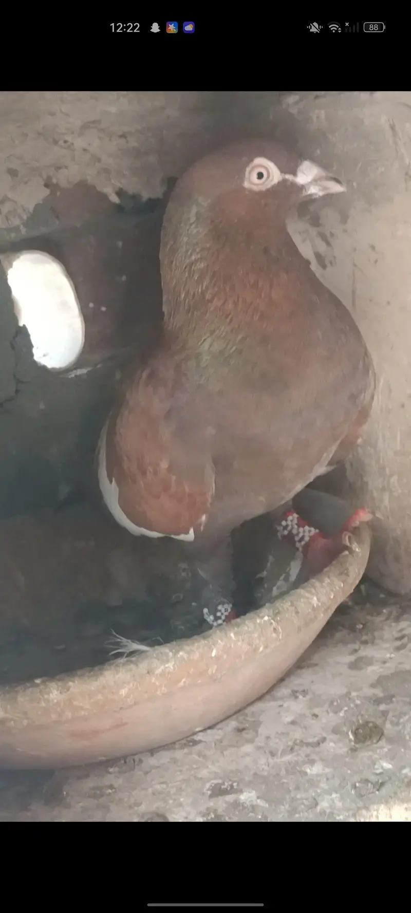 exchange b ho jay gy Lucky pigeon k sath — photo 4