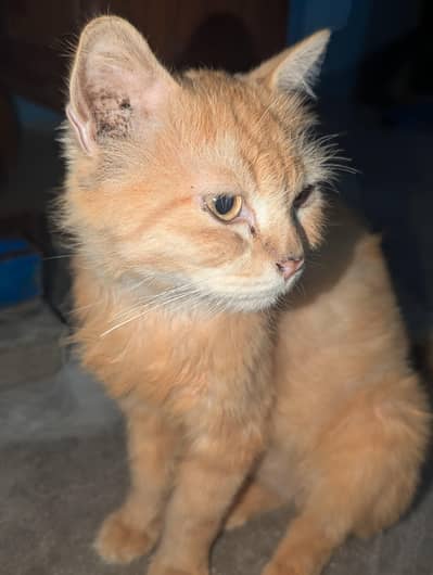 Beautiful Ginger Semi-Fluffy Kitten/Cat For Sale