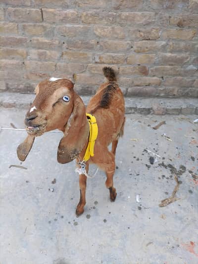 Bakri Beetal Cross Phatt