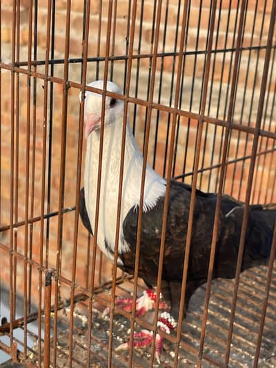 Karbalai breeder pair
