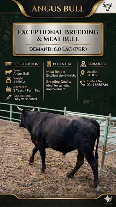 Angus Bull+ Jersey and Holestian Friesian Bull | Bulls for Sale