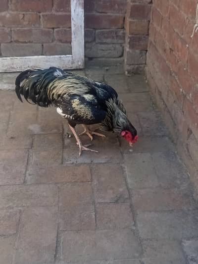 Breeder hen