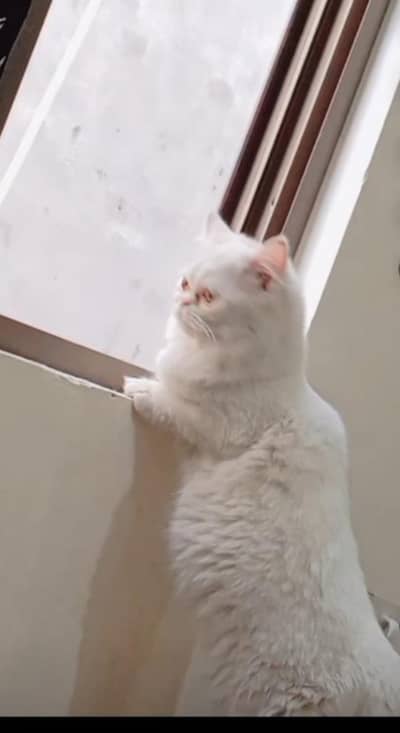 persian female cat urgent for sale