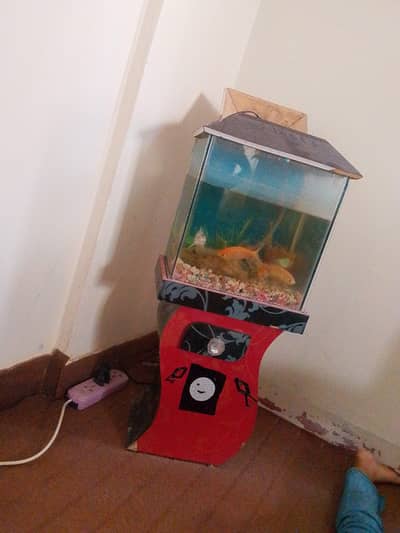 aquarium fish tank