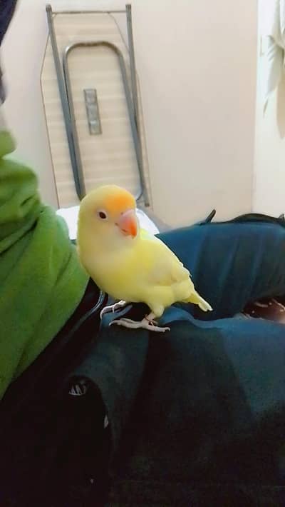 Love bird