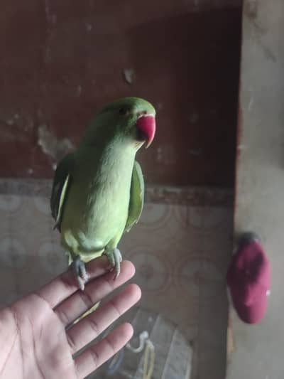green parrot