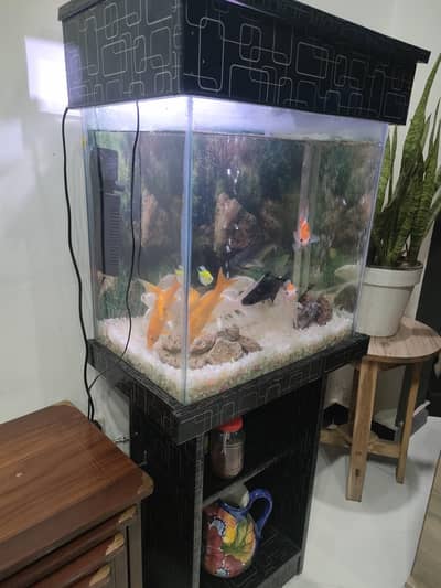 Fish aquarium