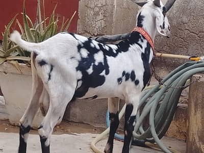 Bakra for sale