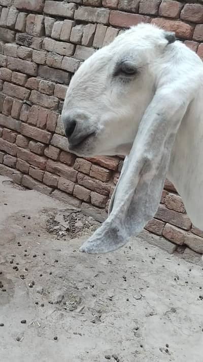 white betal