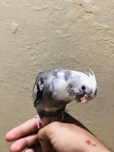 Fully hand tamed cocktail chick
