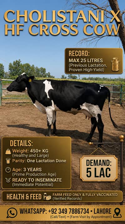 Cholistani and HF Cross Cow for Sale | Ready to inseminate