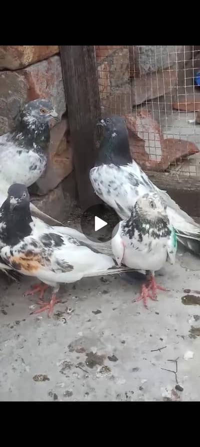 کسی بھائی نے 400 کے حساب سے کبوتر سیل کرنے ہوں تو رابطہ کریں رابطہ ارا