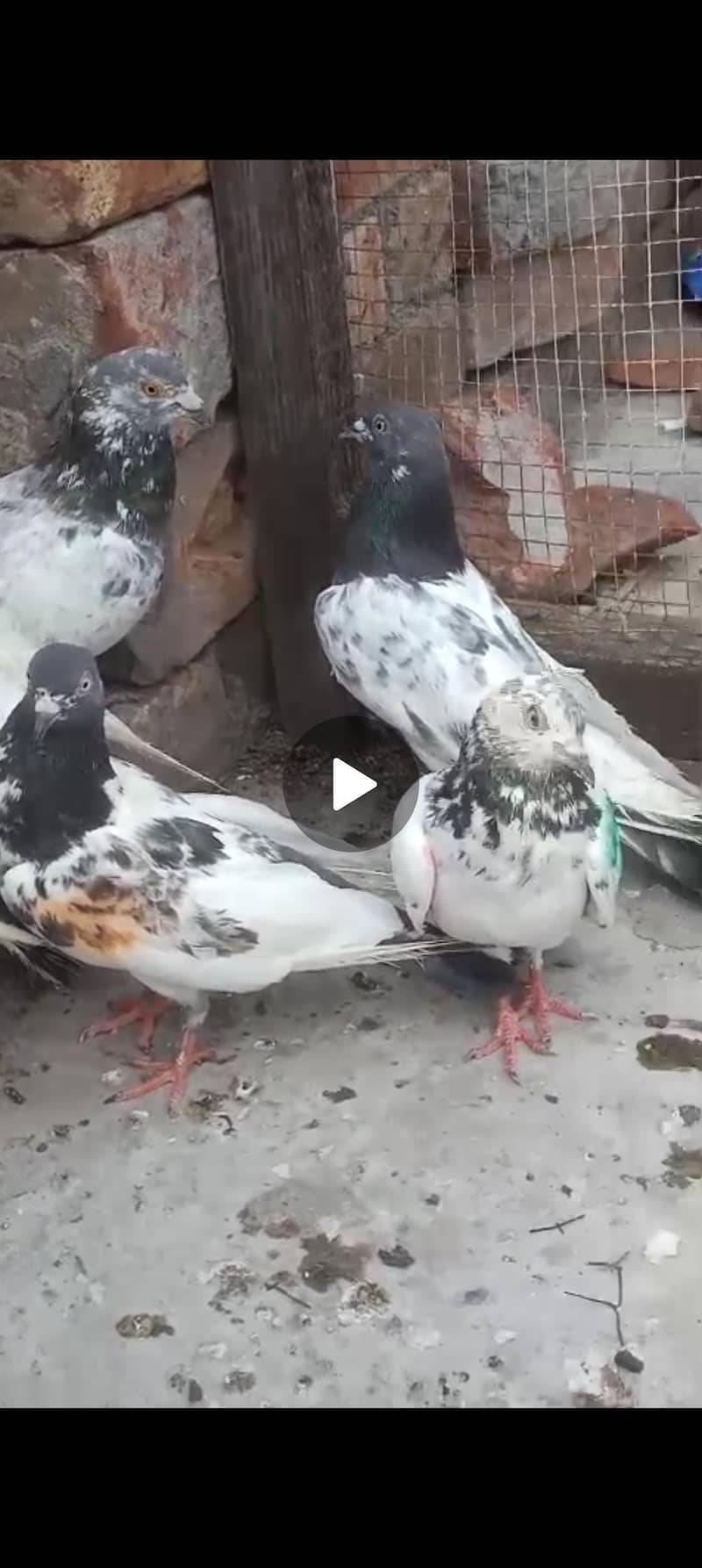 کسی بھائی نے 400 کے حساب سے کبوتر سیل کرنے ہوں تو رابطہ کریں رابطہ ارا 0