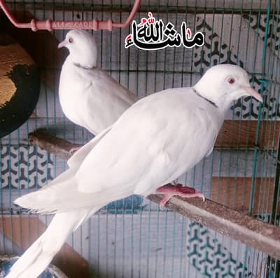 Paper white Red Eyes Khummry Dove Breder pair For sale