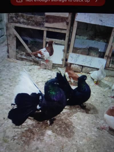 black American breeder pair. in top quality