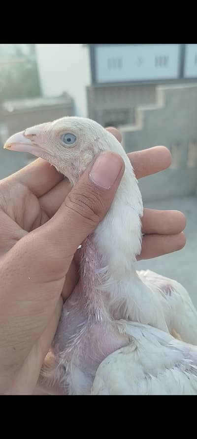 white hera Aseel chicks forsale