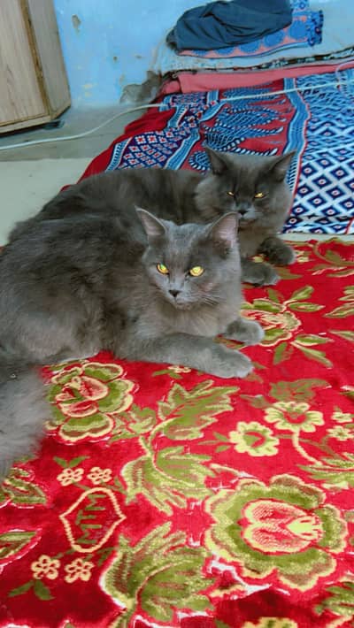 Cats female and male both
