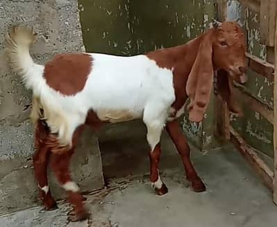 bakra