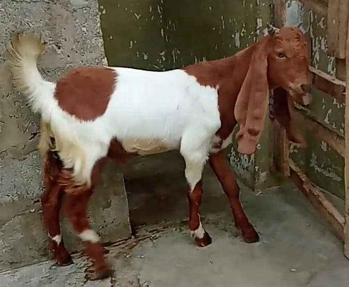 bakra 0