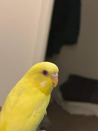 hand tame parrot