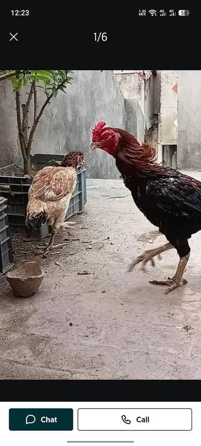 aseel pair ha anday dati ha murgi and exchange parrat ka st