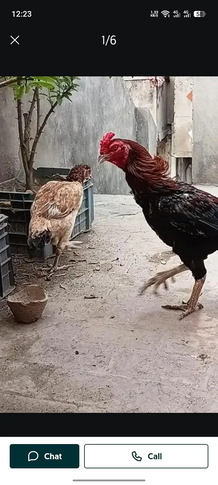 aseel pair ha anday dati ha murgi and exchange parrat ka st