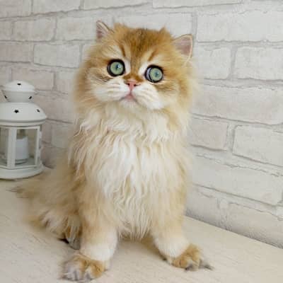 BRITISH LONGHAIR | SCOTTISH FOLD LONGHAIR | IMPORTED