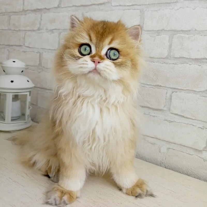 BRITISH LONGHAIR | SCOTTISH FOLD LONGHAIR | IMPORTED