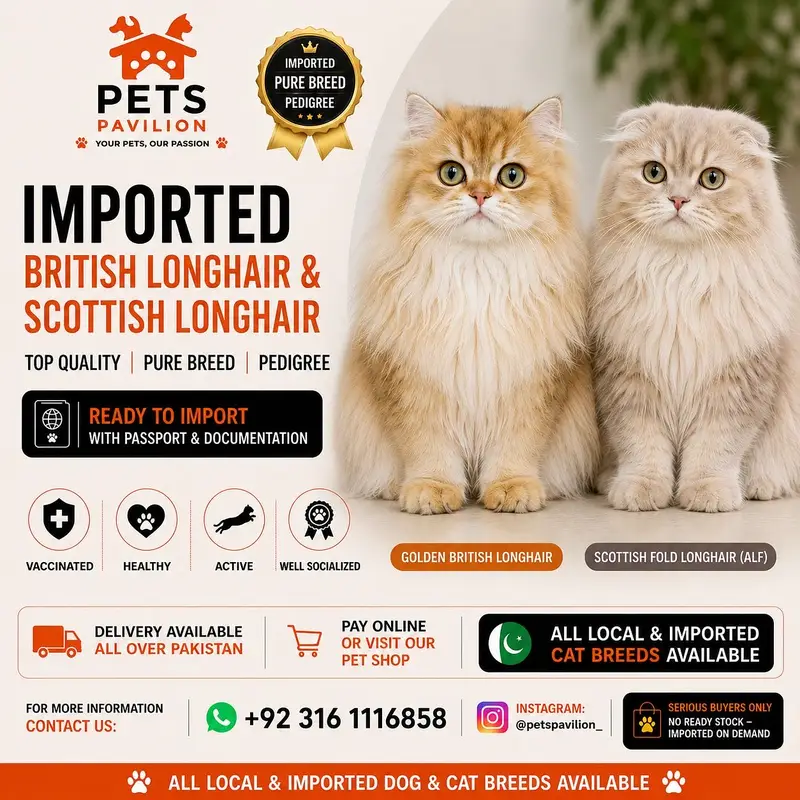 BRITISH LONGHAIR | SCOTTISH FOLD LONGHAIR | IMPORTED — photo 2