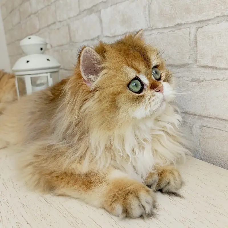 BRITISH LONGHAIR | SCOTTISH FOLD LONGHAIR | IMPORTED — photo 3