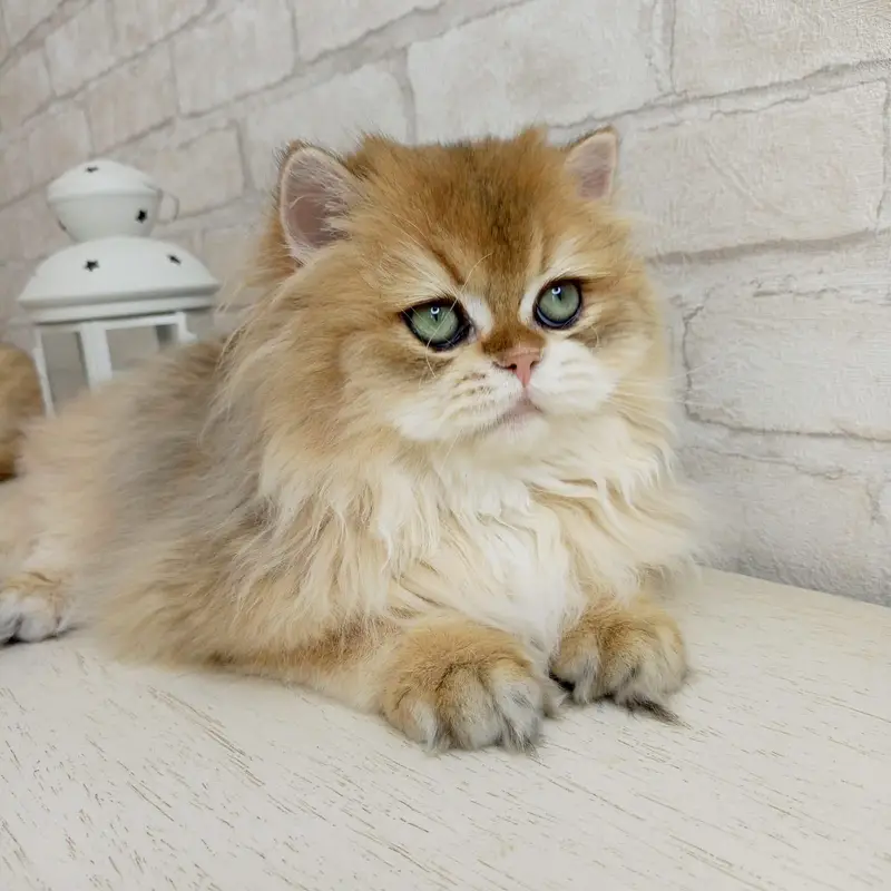 BRITISH LONGHAIR | SCOTTISH FOLD LONGHAIR | IMPORTED — photo 4
