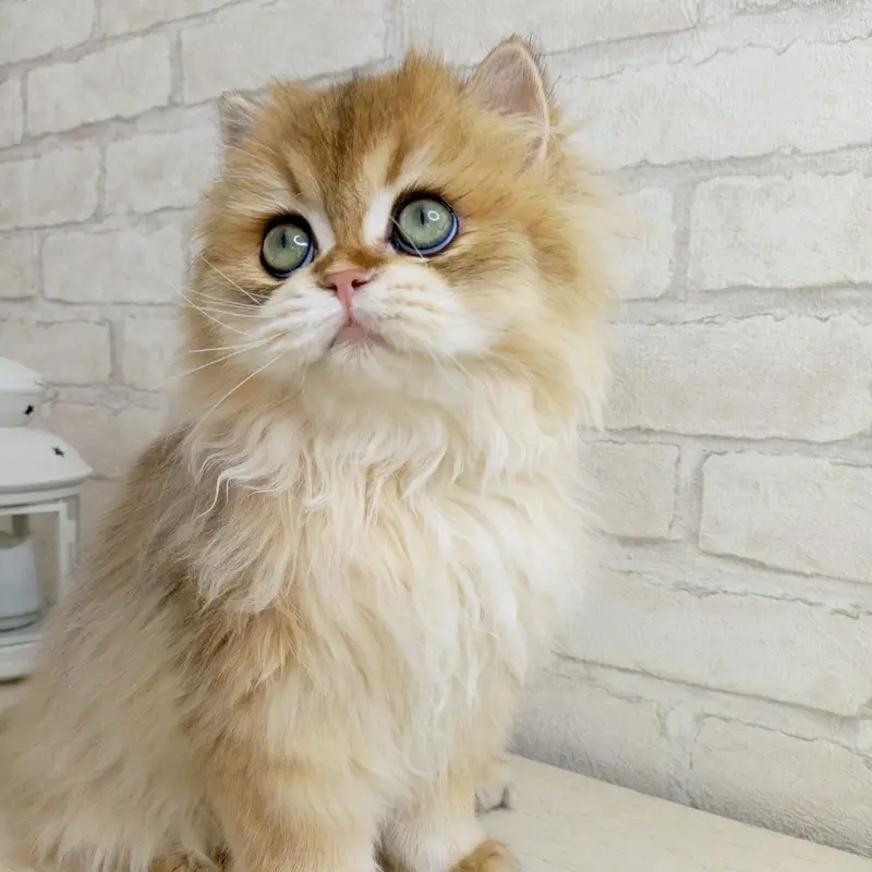 BRITISH LONGHAIR | SCOTTISH FOLD LONGHAIR | IMPORTED — photo 5