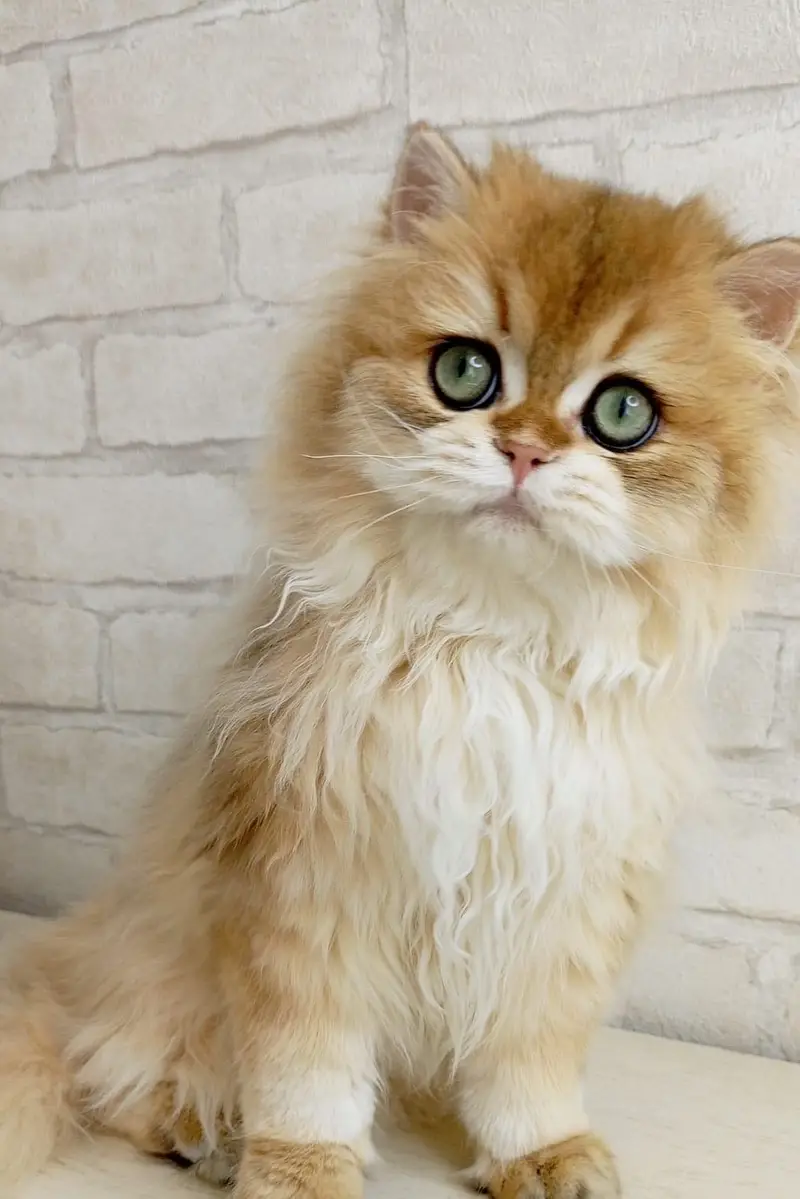 BRITISH LONGHAIR | SCOTTISH FOLD LONGHAIR | IMPORTED — photo 6