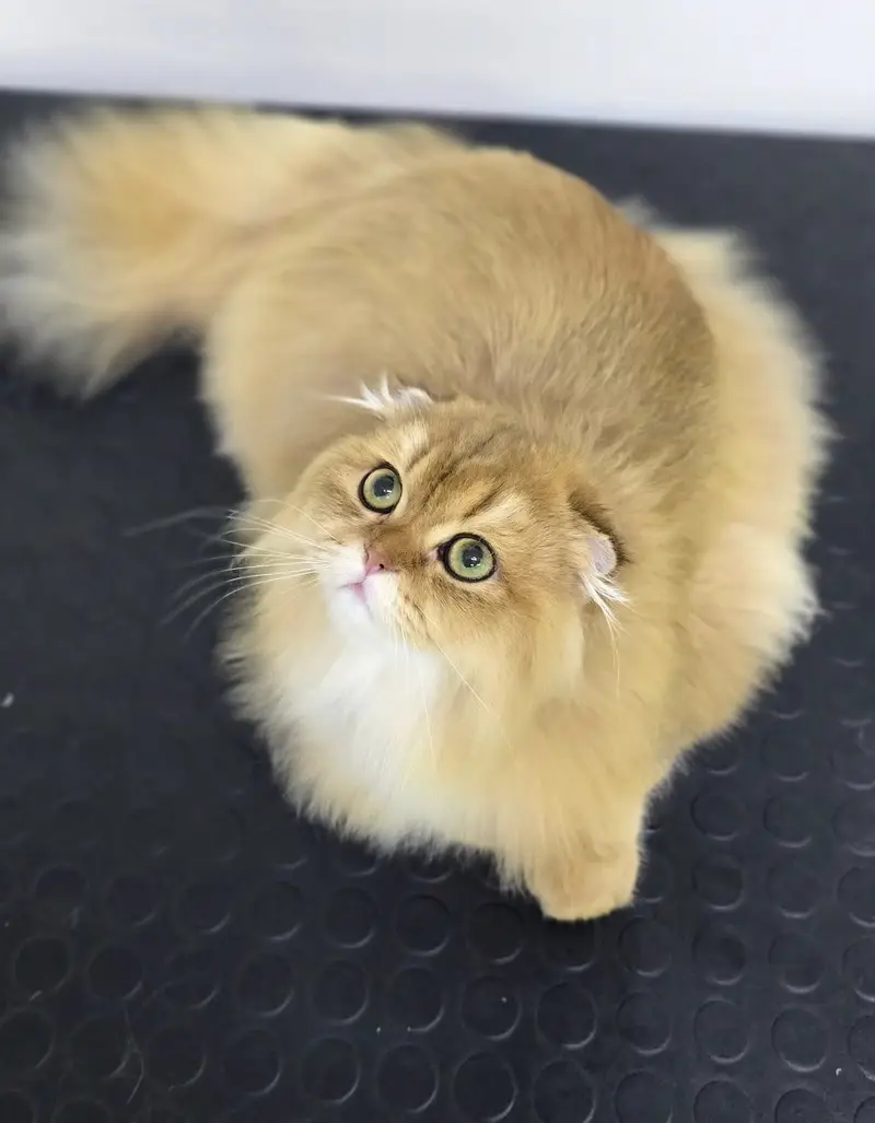 BRITISH LONGHAIR | SCOTTISH FOLD LONGHAIR | IMPORTED — photo 7