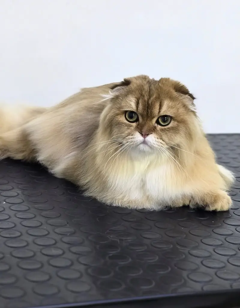 BRITISH LONGHAIR | SCOTTISH FOLD LONGHAIR | IMPORTED — photo 8