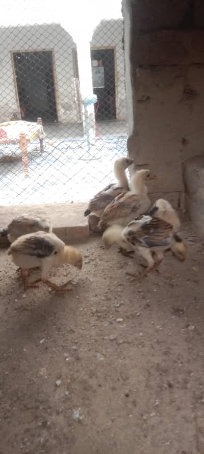 6 Aseel chuze Whatsapp 03061908536