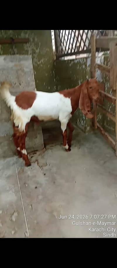 bakra