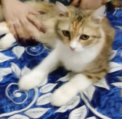Persian Cat for Adopt