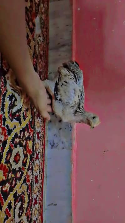 aseel mohra