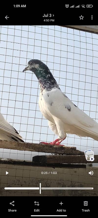 Ali wala pair for sale