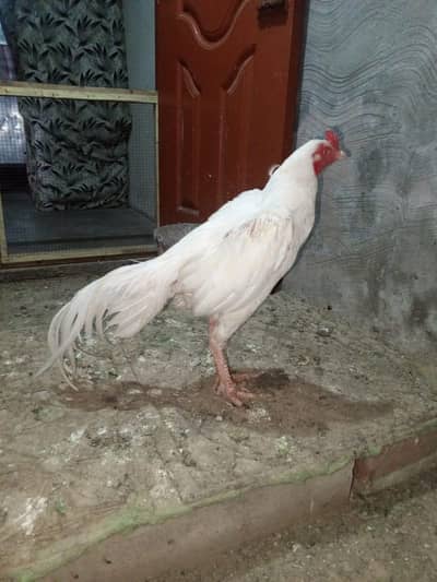 heera male paper white
