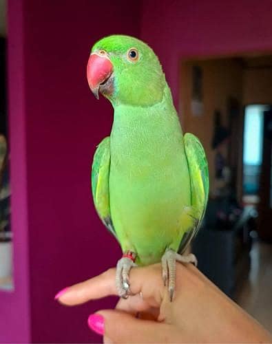 Paroot For Sale