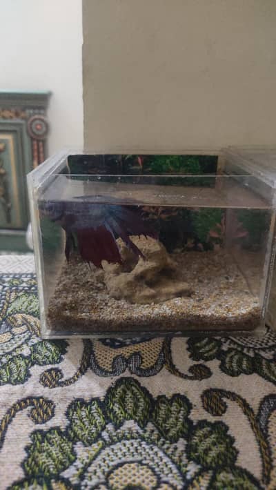AQUARIUM FOR SALE