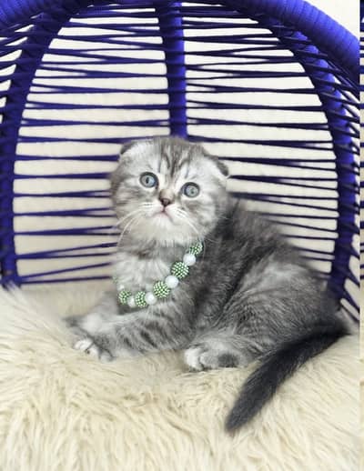 SCOTTISH FOLD | PUREBRED | IMPORTED