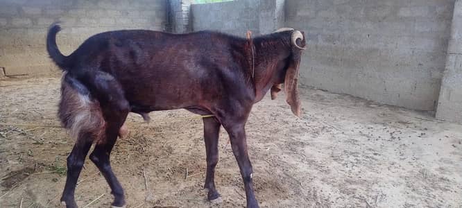 بھلوال نسل کا بیتل بکرا۔ ڈیمانڈ 220,000 لوکیشن مردان