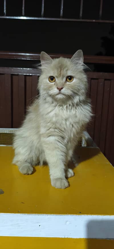 persian female cat for sale
