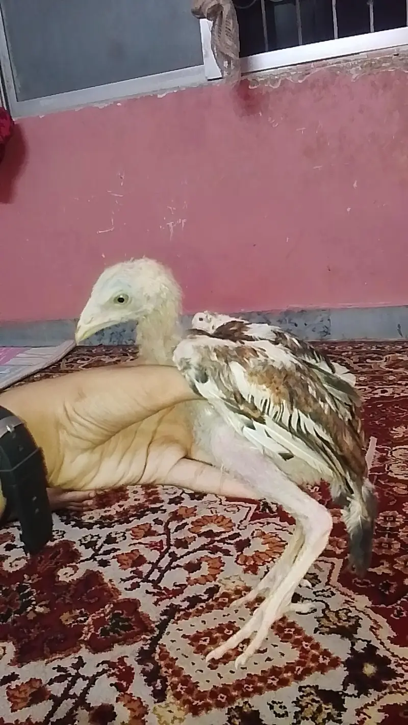 aseel — photo 3