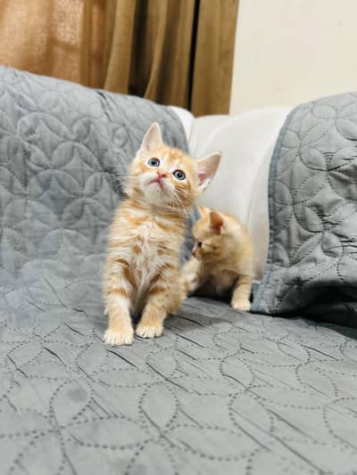 Persian double coat