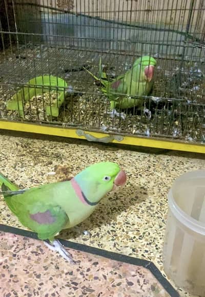 Raw Parrots Pair for sale With Cage (Pinjra) 03341170097
